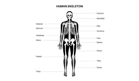 Human skeleton anatomy Stock Illustration