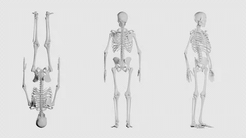 Human skeleton, anatomy in motion on transparent background with alpha channel. Stock Footage 294344533