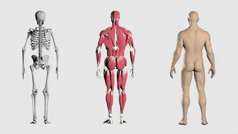 Human skeleton, anatomy in motion on transparent background with alpha channel. Stock Footage 294409908