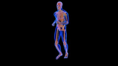 Human skeleton anatomy movement while running side view 3D rendering Stock Footage 305666903