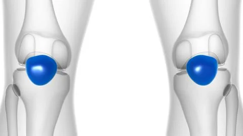 Human skeleton anatomy Patella Bone 3D Rendering Stock Illustration