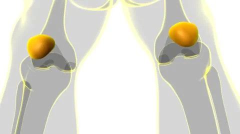 Human skeleton anatomy Patella Bone 3D Rendering Stock Illustration