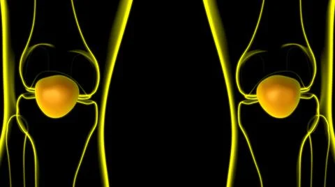 Human skeleton anatomy Patella Bone 3D Rendering Stock Illustration