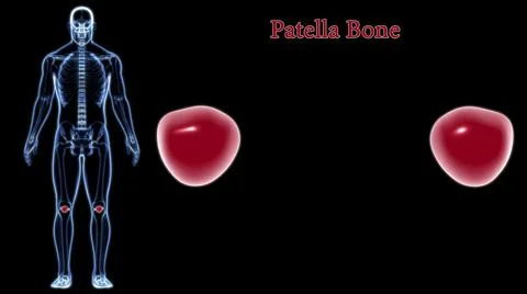 Human skeleton anatomy Patella Bone 3D Rendering Ilustración de archivo