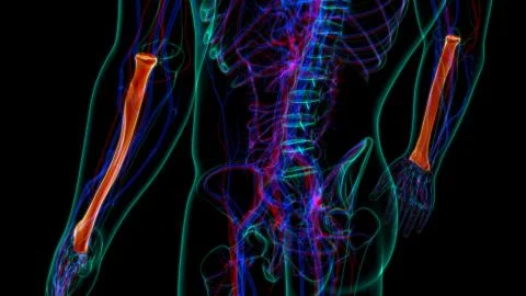 Human skeleton anatomy Radius Bone 3D Rendering For Medical Concept01 스톡 일러스트