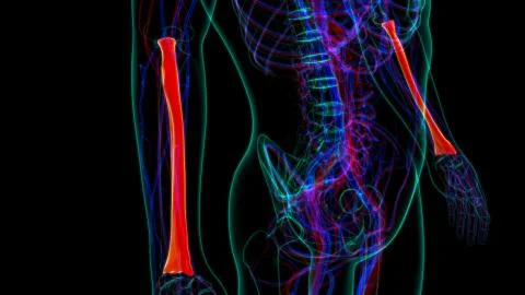 Human skeleton anatomy Radius Bone 3D Rendering For Medical Concept01 Ilustración de archivo