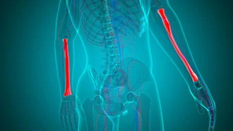 Human skeleton anatomy Radius Bone 3D Rendering For Medical Concept01 Ilustración de archivo