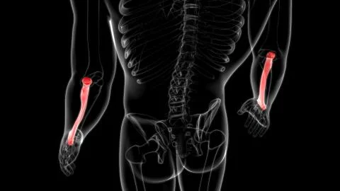 Human skeleton anatomy Radius Bone 3D Rendering For Medical Concept01 Ilustración de archivo