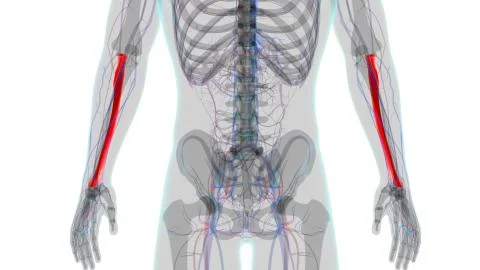 Human skeleton anatomy Radius Bone 3D Rendering For Medical Concept01 Ilustración de archivo