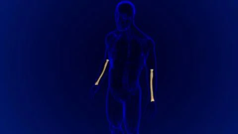 Human skeleton anatomy Radius Bone 3D Rendering Stock Illustration