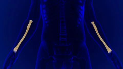 Human skeleton anatomy Radius Bone 3D Rendering Stockillustratie