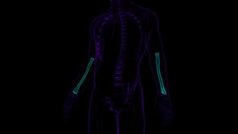 Human skeleton anatomy Radius Bone 3D Rendering Stock Illustration