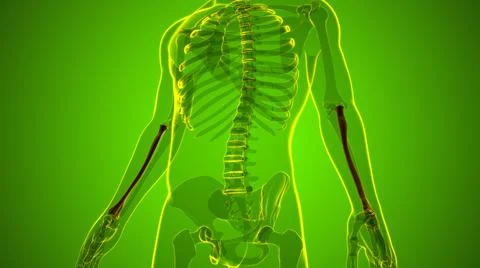 Human skeleton anatomy Radius Bone 3D Rendering Stockillustratie