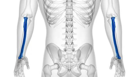 Human skeleton anatomy Radius Bone 3D Rendering Ilustración de archivo