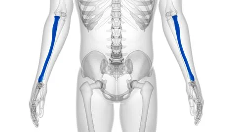 Human skeleton anatomy Radius Bone 3D Rendering Illustrazione stock