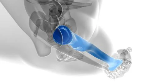 Human skeleton anatomy Radius Bone 3D Rendering Stock Illustration