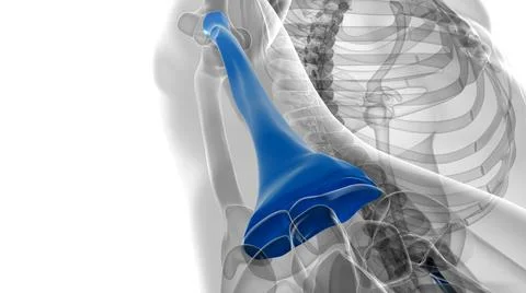 Human skeleton anatomy Radius Bone 3D Rendering 库存插图