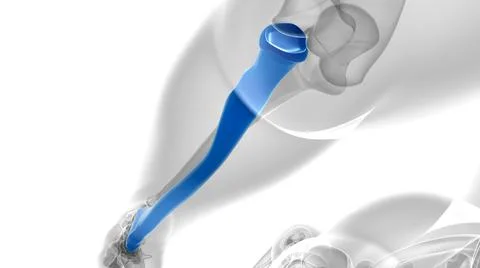 Human skeleton anatomy Radius Bone 3D Rendering Stock-Illustration