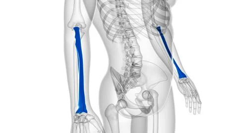 Human skeleton anatomy Radius Bone 3D Rendering 库存插图