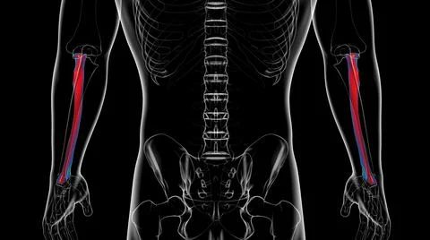 Human skeleton anatomy Radius Bone 3D Rendering Ilustración de archivo