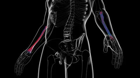 Human skeleton anatomy Radius Bone 3D Rendering Illustrazione stock