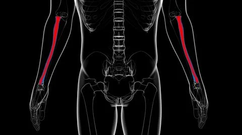Human skeleton anatomy Radius Bone 3D Rendering Ilustración de archivo