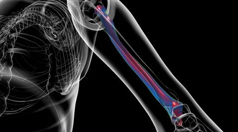 Human skeleton anatomy Radius Bone 3D Rendering Ilustración de archivo