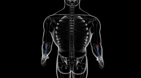 Human skeleton anatomy Radius Bone 3D Rendering Ilustración de archivo