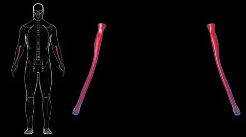 Human skeleton anatomy Radius Bone 3D Rendering 스톡 일러스트