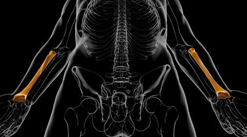 Human skeleton anatomy Radius Bone 3D Rendering Ilustración de archivo