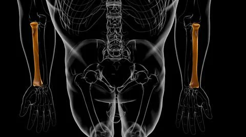 Human skeleton anatomy Radius Bone 3D Rendering Ilustración de archivo