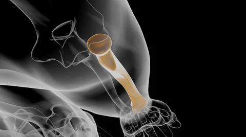 Human skeleton anatomy Radius Bone 3D Rendering Ilustración de archivo