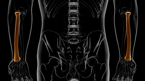 Human skeleton anatomy Radius Bone 3D Rendering Stockillustratie