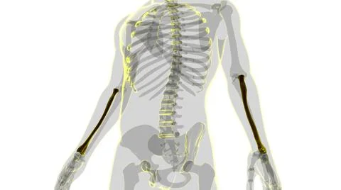 Human skeleton anatomy Radius Bone 3D Rendering Stock-Illustration