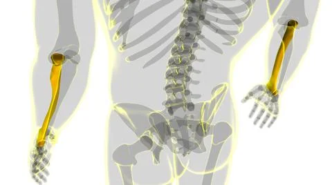 Human skeleton anatomy Radius Bone 3D Rendering 库存插图