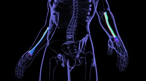 Human skeleton anatomy Radius Bone 3D Rendering Stockillustratie
