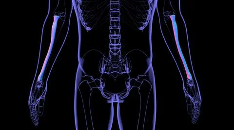 Human skeleton anatomy Radius Bone 3D Rendering Stock Illustration