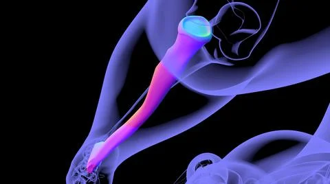 Human skeleton anatomy Radius Bone 3D Rendering Illustrazione stock