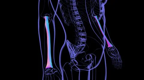 Human skeleton anatomy Radius Bone 3D Rendering 库存插图