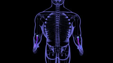 Human skeleton anatomy Radius Bone 3D Rendering 库存插图