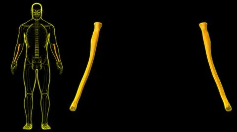 Human skeleton anatomy Radius Bone 3D Rendering 스톡 일러스트
