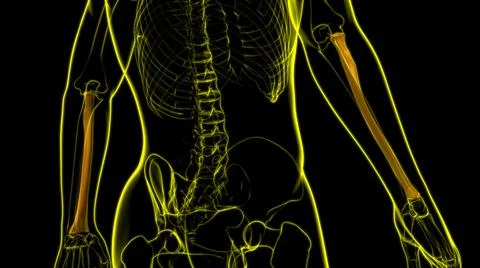 Human skeleton anatomy Radius Bone 3D Rendering 库存插图