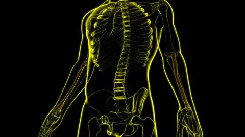 Human skeleton anatomy Radius Bone 3D Rendering 库存插图