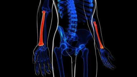 Human skeleton anatomy radius bone 3D rendering for medical concept Stockillustratie