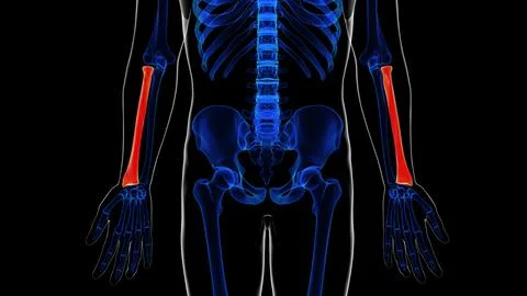 Human skeleton anatomy radius bone 3D rendering for medical concept Ilustración de archivo