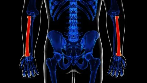 Human skeleton anatomy radius bone 3D rendering for medical concept Stock Illustration
