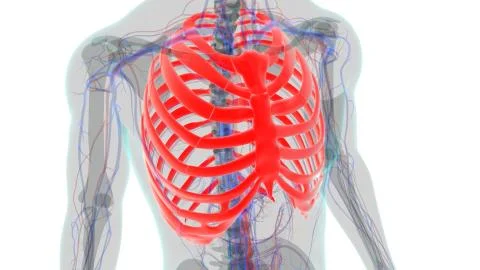 Human skeleton anatomy Rib Cage 3D Rendering Stock-Illustration