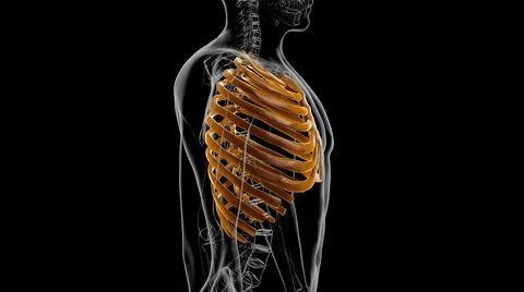 Human skeleton anatomy Rib Cage 3D Rendering Stock Illustration