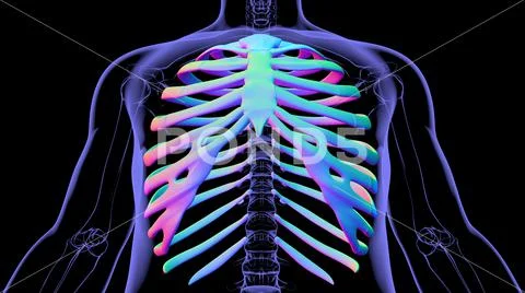 Human skeleton anatomy Rib Cage 3D Rendering: Royalty Free #157061722