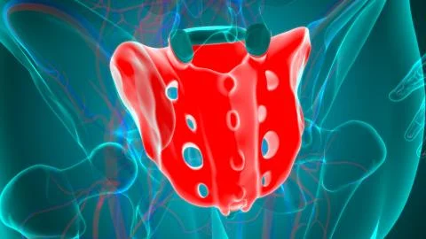 Human skeleton anatomy Sacral Bone 3D Rendering Stock-Illustration